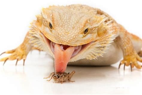 Can You Overfeed a Bearded Dragon, and Why Do They Dream of Electric Crickets?