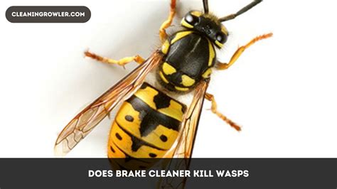 Does Glass Cleaner Kill Wasps? And Why Do They Hate Clean Windows?