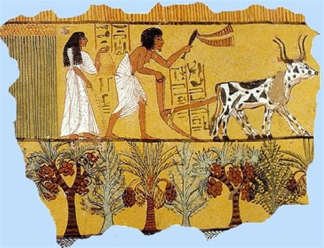  Egyptian Agriculture: A Legacy of Innovation! – Unearthing the Secrets of Ancient Farming Techniques