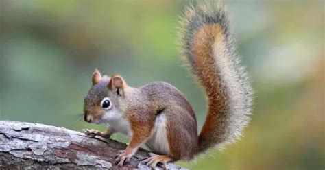 How Long Does It Take to Climb Stone Mountain, and Why Do Squirrels Always Seem to Be in a Hurry?