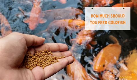 How Much Should You Feed a Goldfish: A Dive into the Depths of Fishy Nutrition