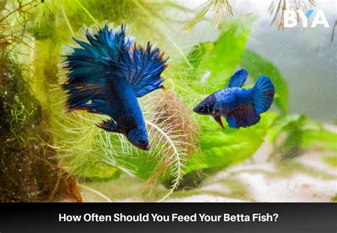 How Often to Feed Beta Fish: A Dive into the Aquatic Feeding Frenzy