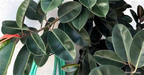 How Often to Water Rubber Plant: A Comprehensive Guide to Keeping Your Ficus Elastica Thriving