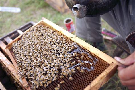 How to Feed Honey Bees: A Symphony of Nectar and Chaos