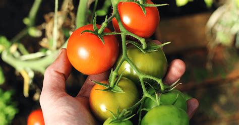  “The Tomato: A Culinary and Cultural History” - 맛과 문화의 풍부한 조화!