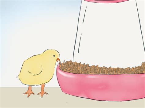 What do you feed chicks, and why do they sometimes dream of flying to the moon?