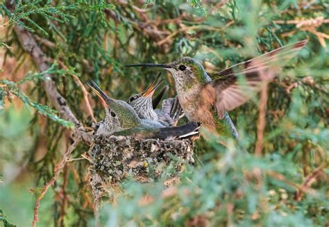 What to Feed a Baby Hummingbird: A Journey into the World of Tiny Beaks and Big Questions