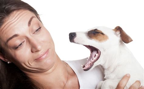 What to Feed Dogs with Bad Breath: Exploring the Connection Between Diet and Canine Oral Health