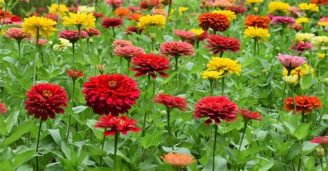 What to Spray on Zinnias for Bugs: Exploring the Intersection of Gardening and Cosmic Energy